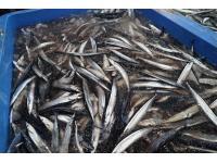 Pesca, i sindacati alla Regione: “No al raddoppio del fermo biologico"
