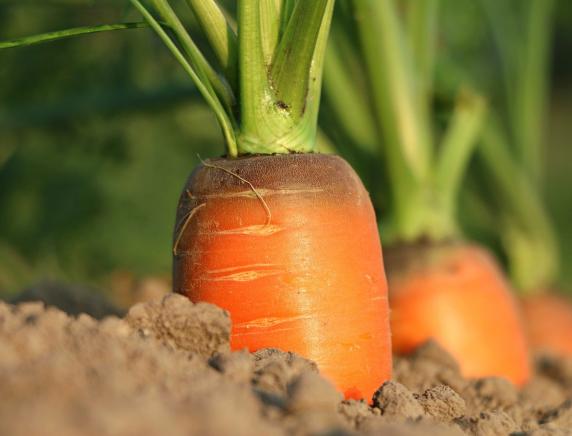 Settore agricolo, rinnovo contratti provinciali : 16 luglio 2020  CPL  DAY