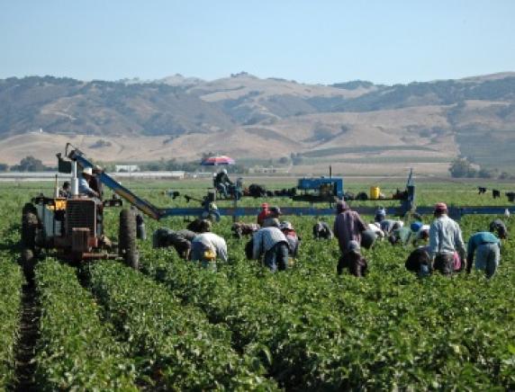 Voucher, Fai Cisl: «Sciagurato l'uso in agricoltura»