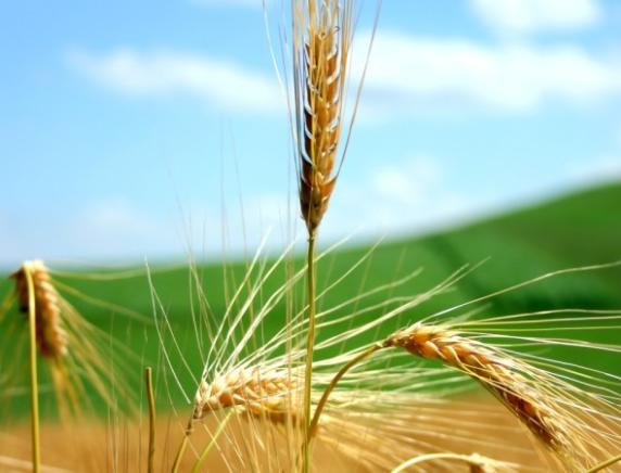 Prevenzione in agricoltura, convegno a Treia